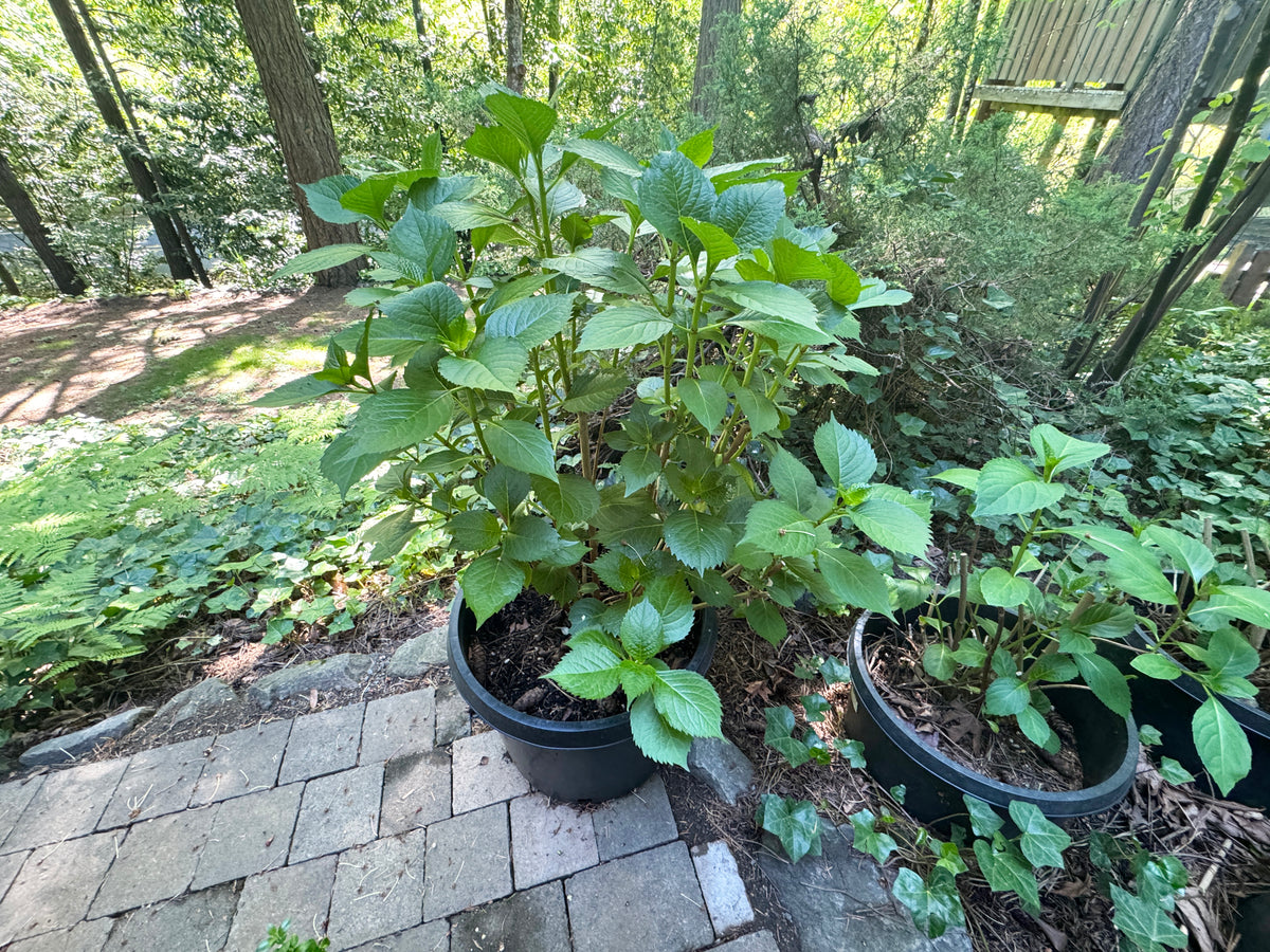 Planting Hydrangeas - Gardening Course